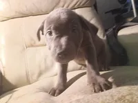 1#, a male American Pit Bull Terrier for sale in Citrus Heights, CA – 6 of 7