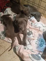 1#, a male American Pit Bull Terrier for sale in Citrus Heights, CA – 5 of 7