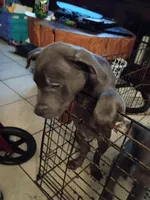 1#, a male American Pit Bull Terrier for sale in Citrus Heights, CA – 4 of 7