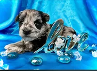 Halo, a male Miniature Schnauzer for sale in Christmas, FL – 2 of 2