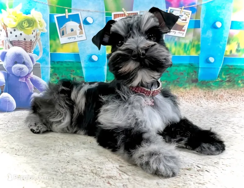 Hana – Miniature Schnauzer puppy for sale in Christmas, FL