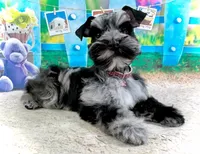 Hana, a female Miniature Schnauzer for sale in Christmas, FL – 1 of 2