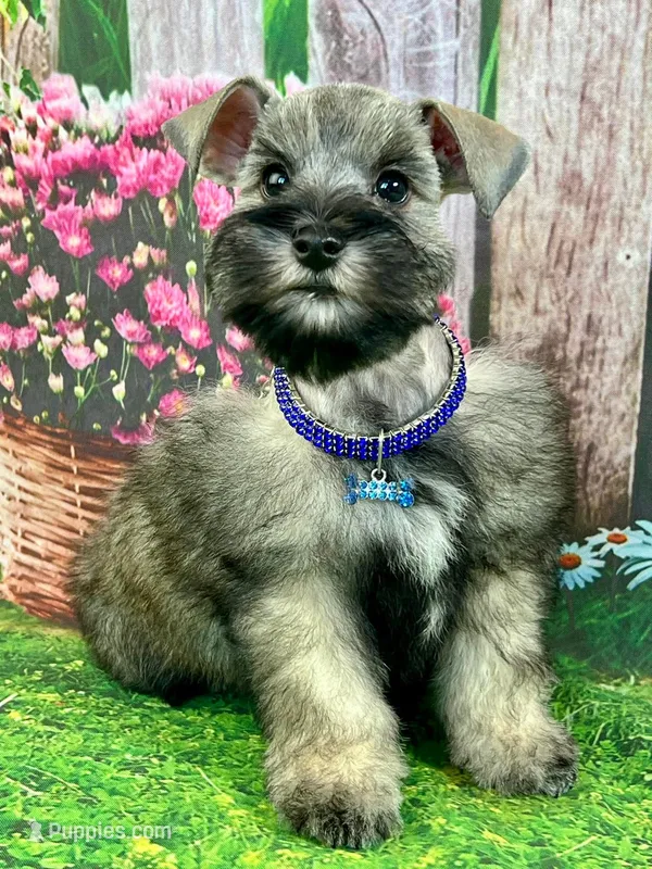 Cia – Miniature Schnauzer puppy for sale in Christmas, FL