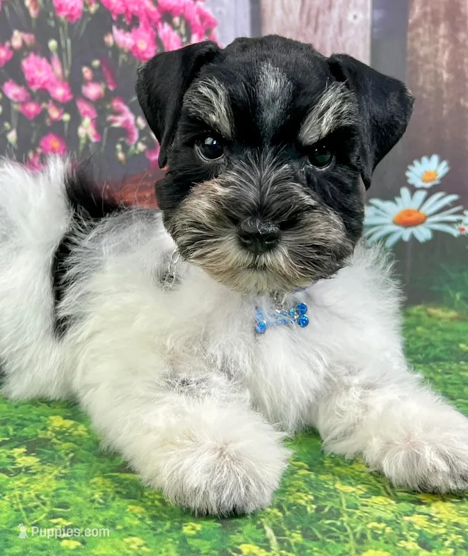 Zeek – Miniature Schnauzer puppy for sale in Christmas, FL