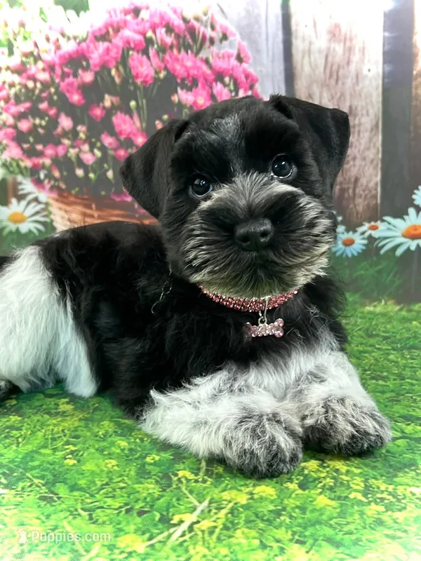 Zaylee – Miniature Schnauzer puppy for sale in Christmas, FL