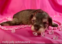 Calli, a female Miniature Schnauzer for sale in Christmas, FL – 2 of 2