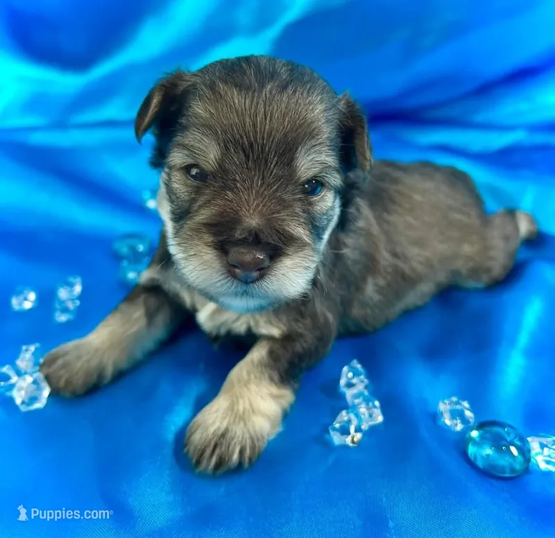 Cade – Miniature Schnauzer puppy for sale in Christmas, FL