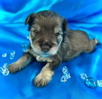 Cade, a male Miniature Schnauzer for sale in Christmas, FL – 2 of 2
