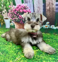 Calli, a female Miniature Schnauzer for sale in Christmas, FL – 1 of 2