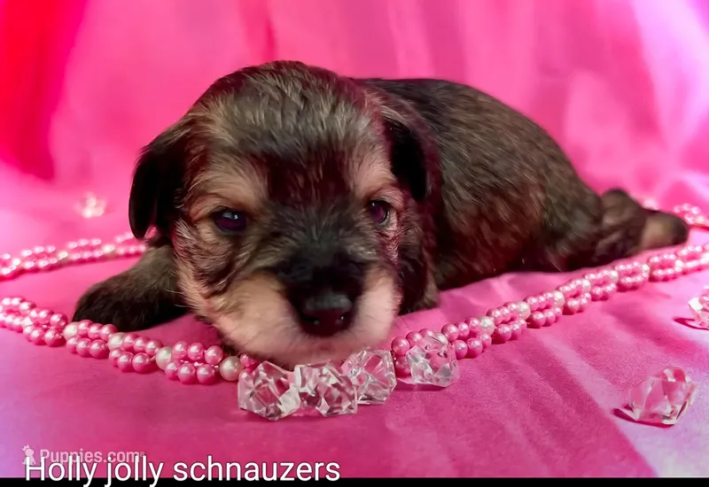 Carly – Miniature Schnauzer puppy for sale in Christmas, FL