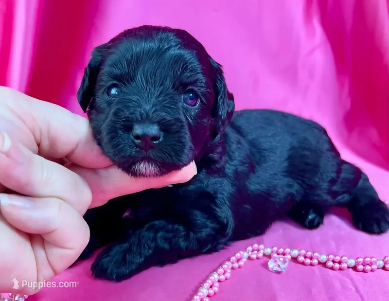 Zarah – Miniature Schnauzer puppy for sale in Christmas, FL