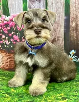 Cade, a male Miniature Schnauzer for sale in Christmas, FL – 1 of 2