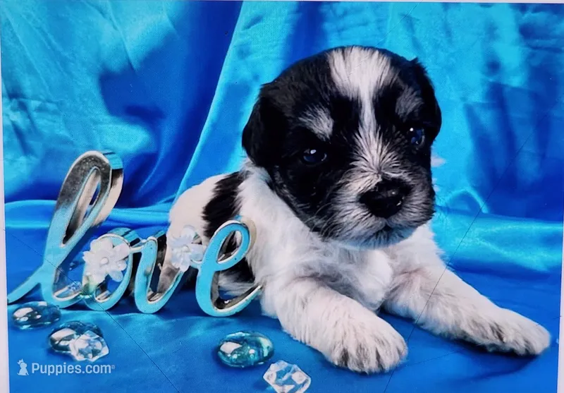 Zeek – Miniature Schnauzer puppy for sale in Christmas, FL