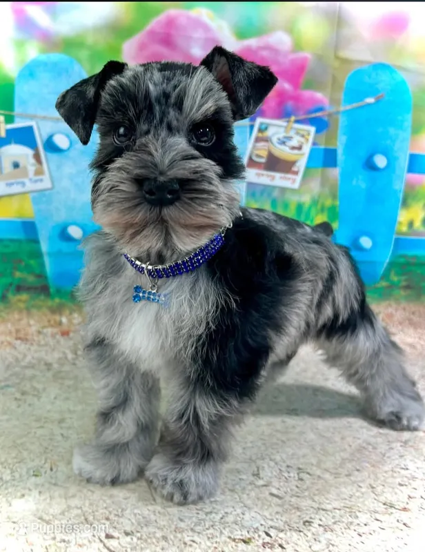 Halo – Miniature Schnauzer puppy for sale in Christmas, FL