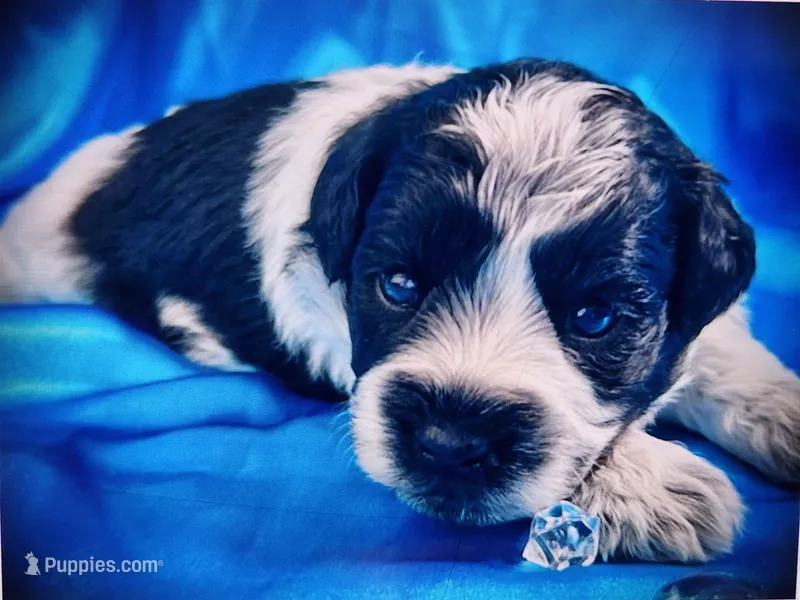 Zac, a male Miniature Schnauzer for sale in Christmas, FL – Photo 1 of 1