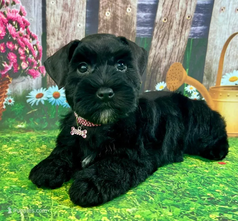 Zarah – Miniature Schnauzer puppy for sale in Christmas, FL