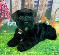 Zarah, a female Miniature Schnauzer for sale in Christmas, FL – 1 of 2
