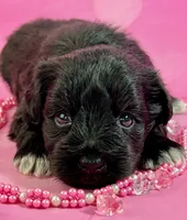 Zara, a female Miniature Schnauzer for sale in Christmas, FL – Photo 3 of 3