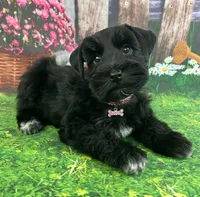 Zara, a female Miniature Schnauzer for sale in Christmas, FL – Photo 1 of 3