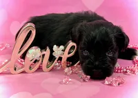 Zara, a female Miniature Schnauzer for sale in Christmas, FL – Photo 2 of 3