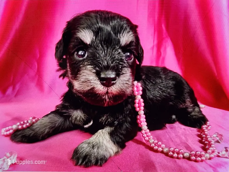 Zuri, a female Miniature Schnauzer for sale in Christmas, FL – Photo 1 of 1