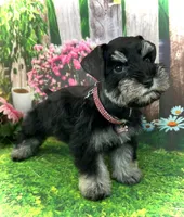 Zuri, a female Miniature Schnauzer for sale in Christmas, FL – 1 of 2