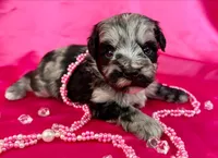 Hana, a female Miniature Schnauzer for sale in Christmas, FL – 2 of 2