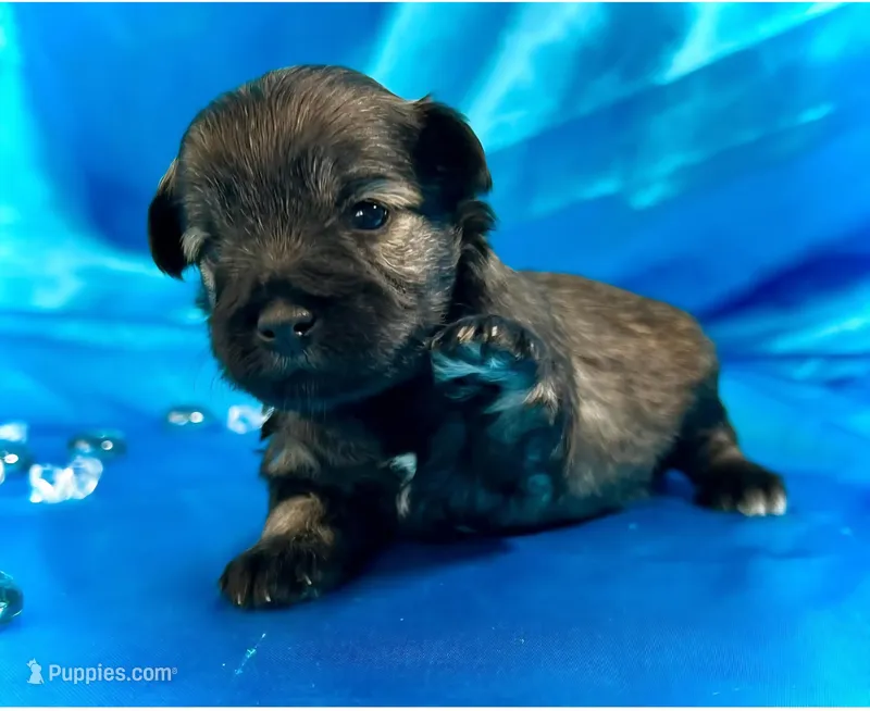 Cia – Miniature Schnauzer puppy for sale in Christmas, FL