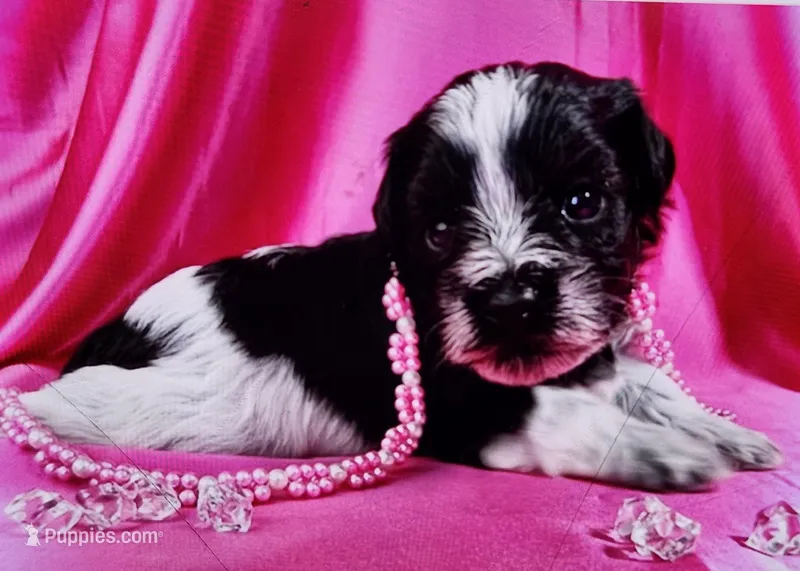 Zaylee – Miniature Schnauzer puppy for sale in Christmas, FL