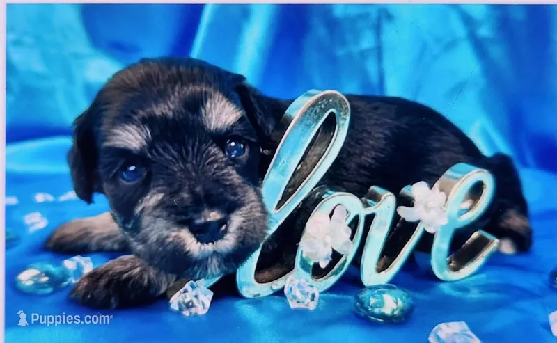 Zorro – Miniature Schnauzer puppy for sale in Christmas, FL