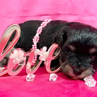 Brooklyn, a female Miniature Schnauzer for sale in Christmas, FL – Photo 2 of 3