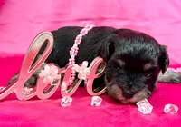 Brooklyn, a female Miniature Schnauzer for sale in Christmas, FL – Photo 2 of 3