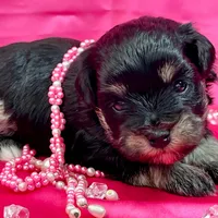 Brooklyn, a female Miniature Schnauzer for sale in Christmas, FL – Photo 1 of 3