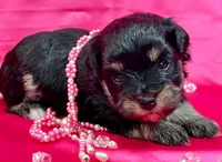 Brooklyn, a female Miniature Schnauzer for sale in Christmas, FL – Photo 1 of 3