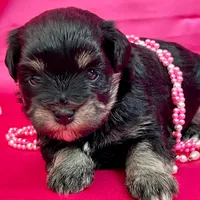 Brooklyn, a female Miniature Schnauzer for sale in Christmas, FL – Photo 3 of 3