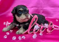 Brynlee, a female Miniature Schnauzer for sale in Christmas, FL – Photo 2 of 3