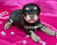 Brynlee, a female Miniature Schnauzer for sale in Christmas, FL – Photo 3 of 3