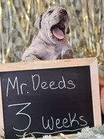 Mr. Deeds , a male Great Dane and Cane Corso for sale in Mondovi, WI – 2 of 8