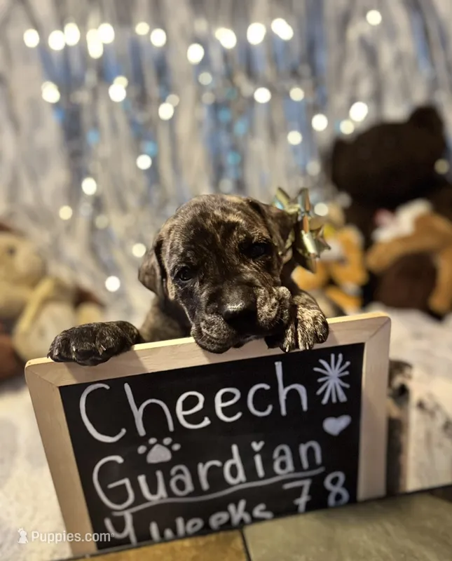 Cheech – Cane Corso puppy for sale in Mondovi, WI