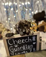 Cheech, a male Cane Corso for sale in Mondovi, WI – 1 of 10