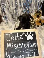 Jetta Jr., a female Great Dane and Cane Corso for sale in Mondovi, WI – 5 of 10