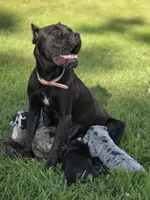 Mr. Deeds , a male Great Dane and Cane Corso for sale in Mondovi, WI – 6 of 8