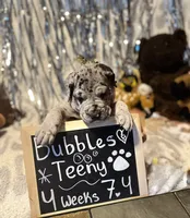 Bubbles, a female Great Dane and Cane Corso for sale in Mondovi, WI – 2 of 10