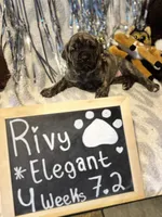 Rivy, a female Great Dane and Cane Corso for sale in Mondovi, WI – 3 of 10