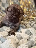 Rivy, a female Great Dane and Cane Corso for sale in Mondovi, WI – 2 of 10