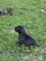 Jetta Jr., a female Great Dane and Cane Corso for sale in Mondovi, WI – 10 of 10