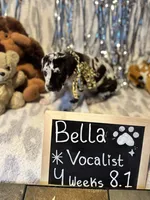 Bella , a female Great Dane and Cane Corso for sale in Mondovi, WI – 2 of 9