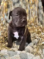 Jetta Jr., a female Great Dane and Cane Corso for sale in Mondovi, WI – 6 of 10