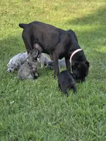 Rivy, a female Great Dane and Cane Corso for sale in Mondovi, WI – 8 of 10