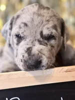 Mr. Deeds , a male Great Dane and Cane Corso for sale in Mondovi, WI – 3 of 8